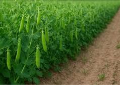 वीएल माधुरी वैरायटी! मटर की नई किस्म किसानों को देगी 13 टन प्रति हेक्टेयर बंपर पैदावार