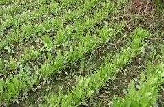 Vegetable Farming: सर्दी की सब्जियां दिलाएंगी बेहतर दाम, किसान भाई अपनाएं यह उपाय