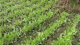 Vegetable Farming: सर्दी की सब्जियां दिलाएंगी बेहतर दाम, किसान भाई अपनाएं यह उपाय