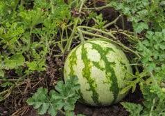 किसानों के लिए सुनहरा मौक! सर्दियों में इस हरे फल की बुवाई, अप्रैल–मई में तगड़ी कमाई