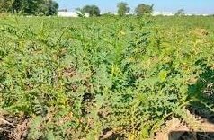 चने में हो रही इल्लियां? बिना खर्च अपनाएं ये देसी तरीका, एक्सपर्ट से समझें