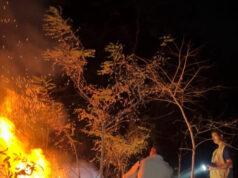 होली के दिन भी वनों की सुरक्षा में जुटे रहे वनकर्मी,सोनाखान के जंगलों में लगी आग पर पाया काबू