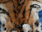 वन विभाग की बड़ी कार्रवाई : बाघ और तेंदुए के शिकार में शामिल डिप्टी रेंजर सहित 9 आरोपी गिरफ्तार