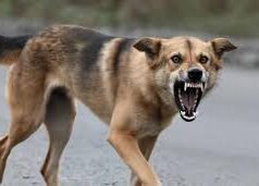 साइलेंट किलर बना रेबीज: छत्तीसगढ़ में कुत्ते काटने के डेढ़ महीने बाद महिला की मौत, स्वास्थ्य व्यवस्था पर उठे सवाल