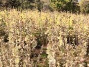 अफीम के पूरे साम्राज्य का भंडाफोड़! मास्टरमाइंड गिरफ्तार, सिंडिकेट के खुल रहे एक के बाद एक खौफनाक राज़