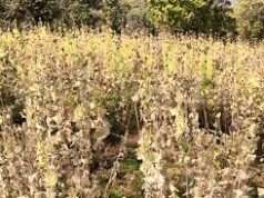 अफीम के पूरे साम्राज्य का भंडाफोड़! मास्टरमाइंड गिरफ्तार, सिंडिकेट के खुल रहे एक के बाद एक खौफनाक राज़