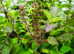 रोज तुलसी का पानी पीने से क्या होता है, फौलाद सी मजबूत बन जाएगी सेहत, मिल सकते हैं कई जबरदस्त फायदे