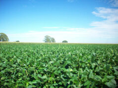 यूरिया का प्रभावी विकल्प बन रही हरी खाद, जशपुर में 600 हेक्टेयर में प्रदर्शन