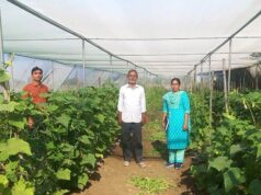 2 हेक्टेयर में कमाल: खीरा की उन्नत खेती से किसान को 1.30 लाख का मुनाफा