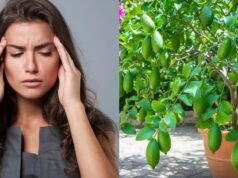 सिरदर्द और माइग्रेन में कारगर साबित हो सकती हैं ये पत्तियां