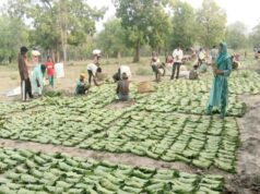 तेंदूपत्ता सीजन-2026 : हड़ताल की आशंका के बीच सरकार का बड़ा फैसला, तीन माह के लिए एस्मा लागू