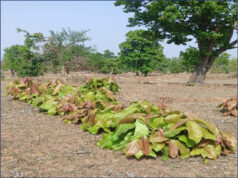 हरा सोना बना कमाई का खजाना: तेंदूपत्ता से 13 लाख परिवारों पर 920 करोड़ की बरसात
