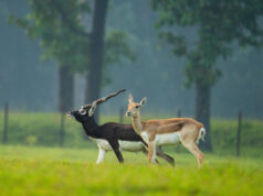 छत्तीसगढ़ का बरनवापारा अभयारण्य बना विलुप्ति के कगार पर पहुंचे काले हिरणों के पुनर्जीवन का मजबूत उदाहरण
