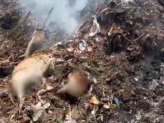 गौवंश के शव कचरे में फेंकने पर बवाल : अधजली हालत में मिले मृत मवेशी, गौसेवकों में भारी आक्रोश