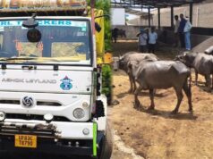 क्रूरता की हद! वाहन में ठूस-ठूसकर भरी गई थीं 19 भैंस, पुलिस ने पकड़ा तस्करी का मामला
