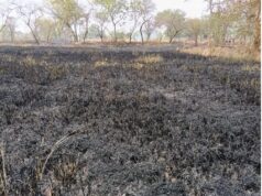 खड़ी धान फसल में लगी आग, किसान की मेहनत राख