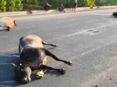 रायगढ़: भारी वाहन ने 7 बैलों को कुचला, 5 की मौत