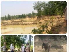 धरमजयगढ़ में फिर हाथी शावक की मौत, वन विभाग की कार्यप्रणाली पर उठे गंभीर सवाल