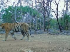 वर्षों के संरक्षण प्रयास सफल, उदंती-सीतानदी में बाघिन ने बढ़ाई बाघों की वापसी की उम्मीद