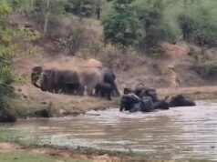 कटघोरा वनमंडल के जलाशय में हाथियों के दल ने डाला डेरा, पानी में अठखेलियां करते दिखे गजराज…