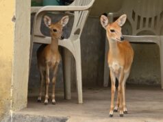 घायल चौसिंगा को मिला नया जीवन : फॉरेस्ट रेंजर की तत्परता से सफल रेस्क्यू