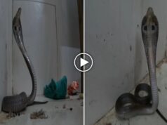 डॉक्टर की टेबल के नीचे फुफकारता मिला कोबरा, OPD में मची दहशत