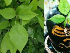 क्या आप भी किसी भी दिन तोड़ लेते हैं बेलपत्र? अनजाने में लग सकता है दोष, जान लीजिए सही नियम
