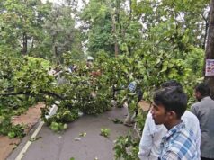 NH-130C पर आफत! विशालकाय पेड़ गिरने से दोनों तरफ लगा भीषण जाम, राहगीर परेशान