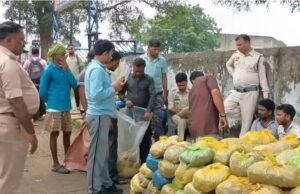 MCB में नशे के कारोबार पर सबसे बड़ा वार! 2 पिकअप से 4.59 करोड़ का गांजा जब्त, 6 तस्कर गिरफ्तार