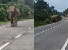 सड़क के बीच खड़ा हुआ दंतैल, गाड़ियों की ओर दौड़ा; NH-130 पर एक घंटे तक यातायात ठप