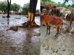 गौठान में मवेशियों की मौत ने खोली व्यवस्था की पोल? ग्रामीणों ने जांच की उठाई मां
