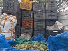गरियाबंद में सीताफल की अवैध तस्करी पर वन विभाग की कार्रवाई, 48 कैरेट फल समेत ओडिशा पासिंग पिकअप जब्त
