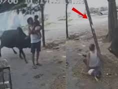 डीडी नगर में सांड का खौफ! बच्चे को गोद में लिए बुजुर्ग पर किया हमला, 15 लोग घायल