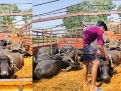 उमरिया धान खरीदी केंद्र के पास लावारिस मिला वाहन, अंदर का नजारा देख पुलिस भी रह गई हैरान; 13 भैंसों की मौत
