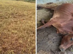 खेतों में बची नरई चरने से 40 गायें बीमार? कबीरधाम में 3 की मौत