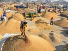 15 नवंबर से शुरू होगी धान खरीदी, जानिए छोटे-बड़े किसानों को कितने टोकन मिलेंगे