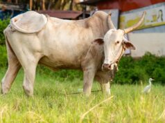 पितृ पक्ष में गाय का दान करने से क्या होता है? जानें गोदान की धार्मिक मान्यता और विधि