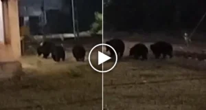 दल्ली राजहरा माइंस एरिया में एक साथ दिखे 3 भालू, कर्मचारियों में दहशत; वीडियो आया सामने