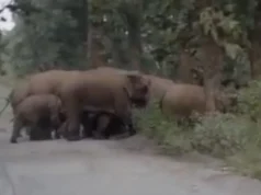 करतला वन मंडल में घूम रहे 9 जंगली हाथी, ग्रामीणों को चेतावनी—सेल्फी-वीडियो बनाने की गलती न करें