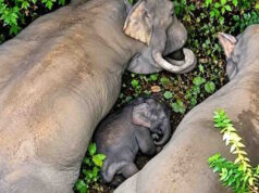 कोरबा में नन्हे हाथी ‘काशी’ की छठी, 7 गांवों ने मिलकर मनाया उत्सव