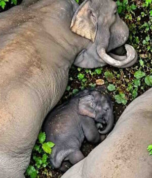 elephant-12
