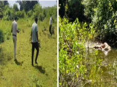घने जंगल में मिली सड़ी-गली लाश, महिला की नजर पड़ते ही मचा हड़कंप; CCTV खंगाल रही पुलिस